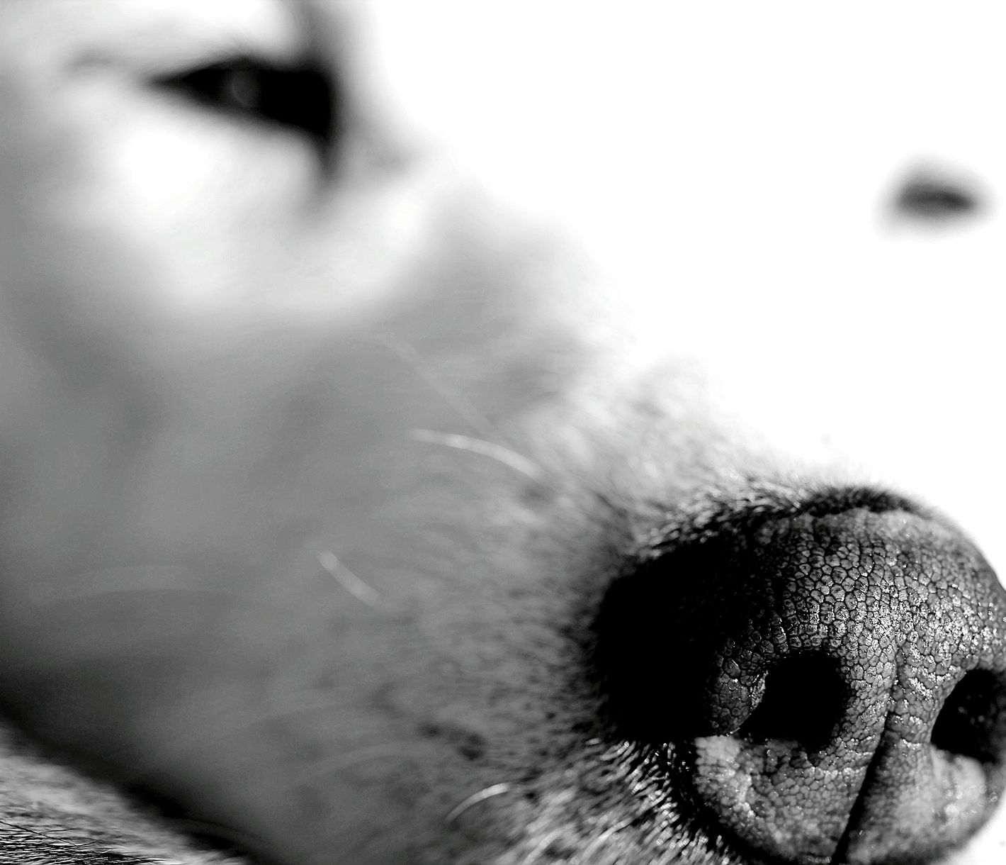 Huskysafari – ein einmaliges Erlebnis