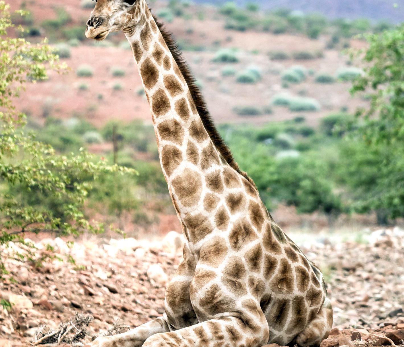 Giraffe macht Pause und frisst Gras