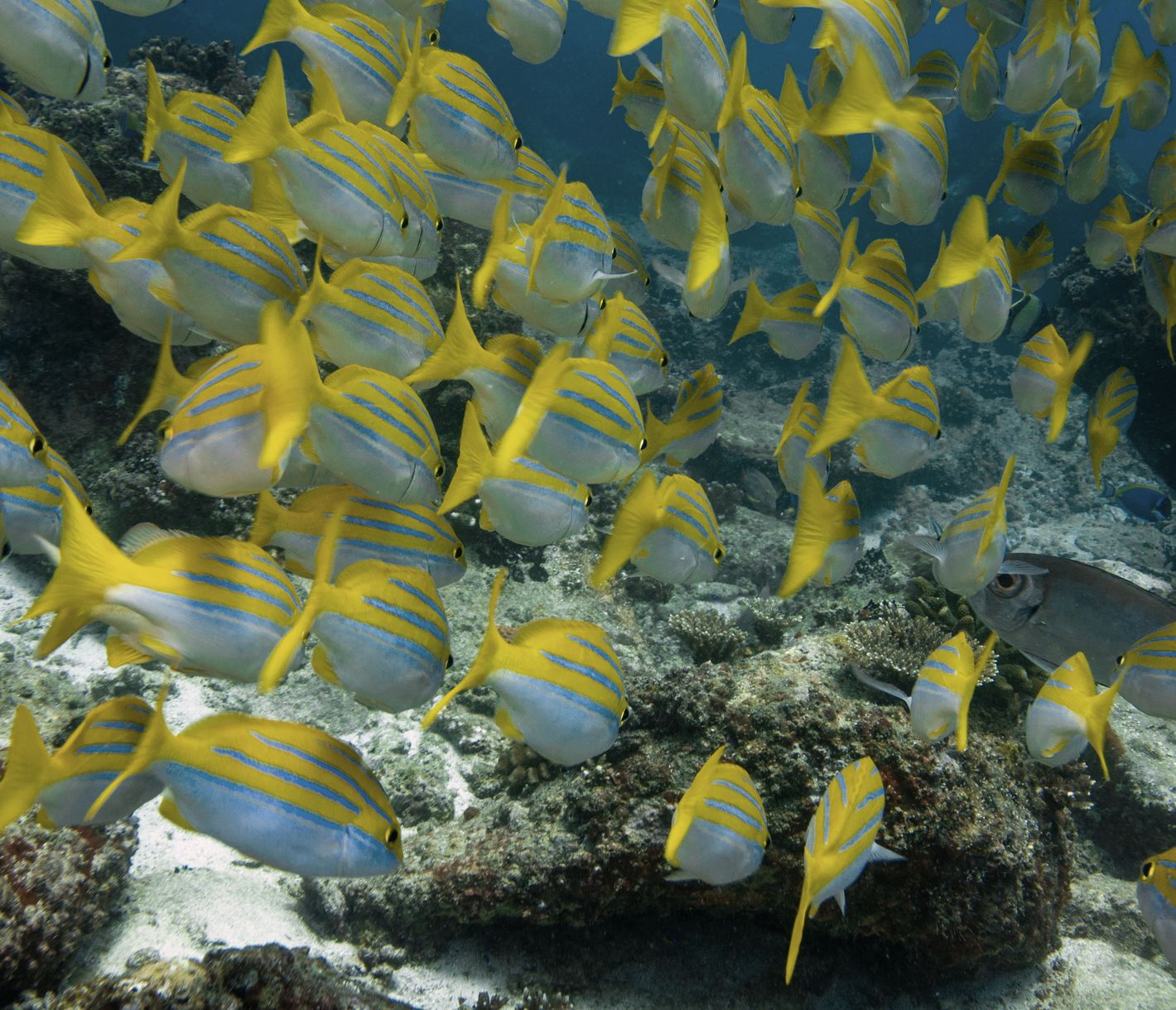 Ein Schwarm Bengalen-Schnapper vor der Küste von Mahé
