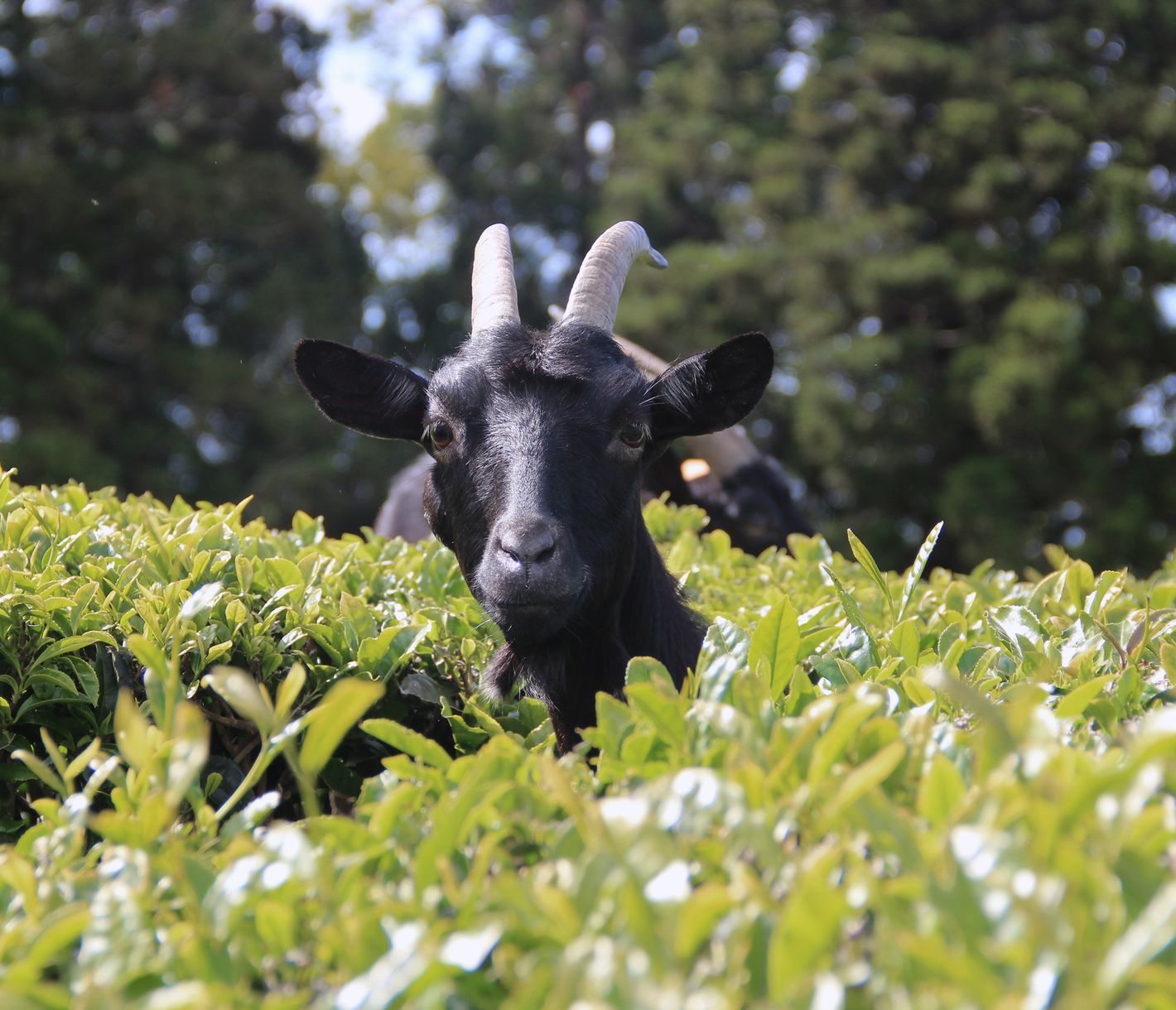 Eine Ziege versteckt sich in den Plantagen einer Teefabrik auf der Insel São Miguel.