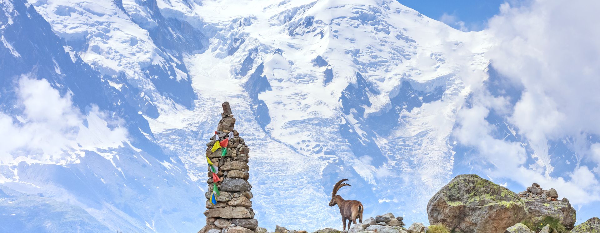 Steinbock vor dem Mont-Blanc