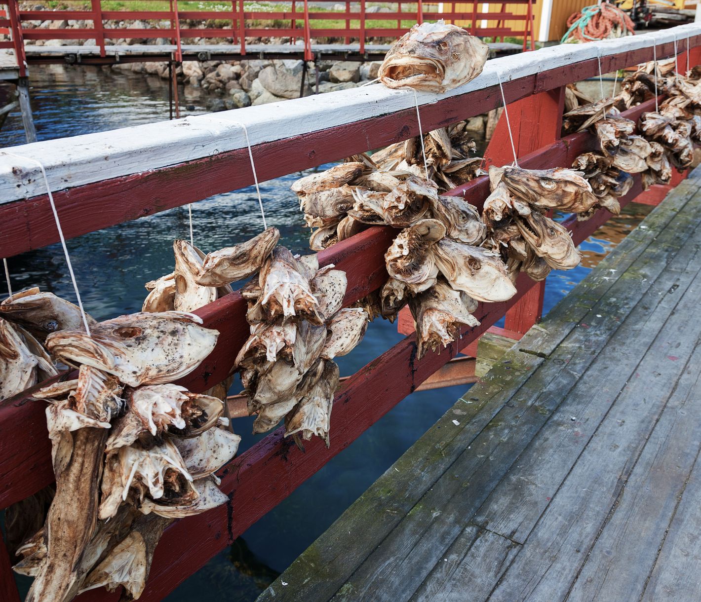 Heute steht Fisch auf dem Speiseplan.
