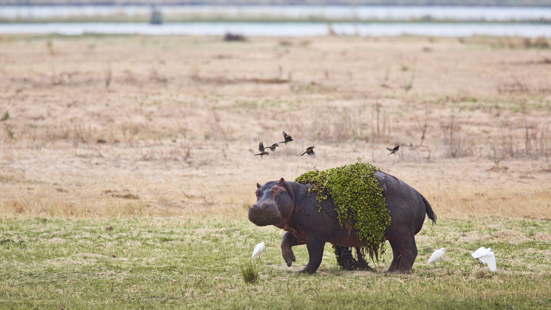 Ein Flusspferd steigt frisch aus dem kühlen Nass des Flusses