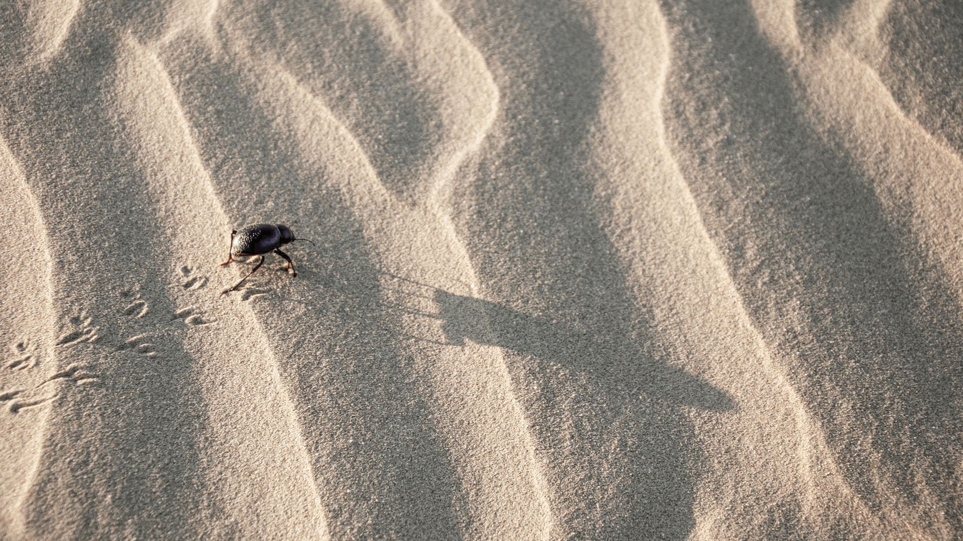 Käfer trotzt der Sandwüste bei Jaisalmer