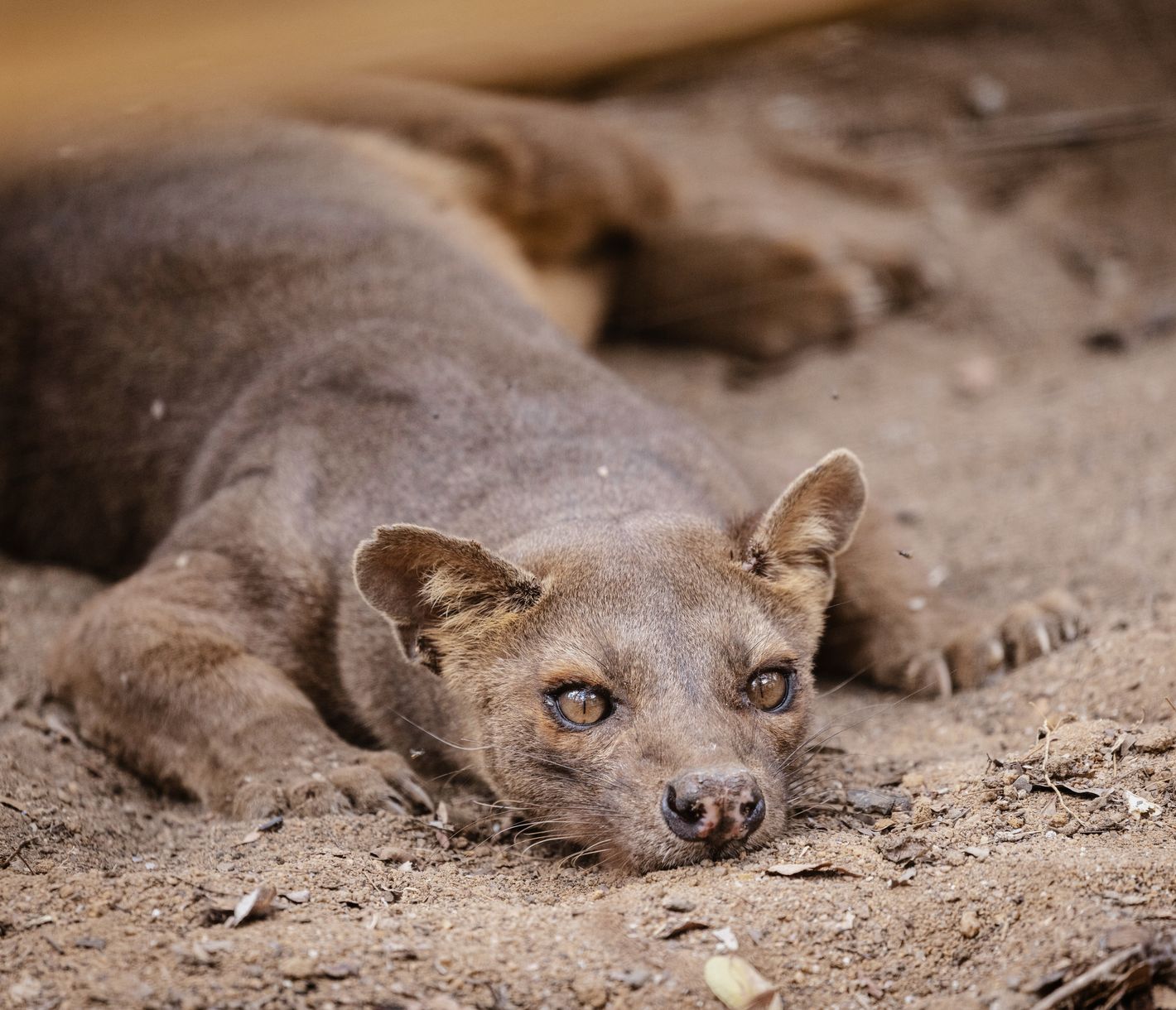 Eine Fossa auf dem Boden ausruhend im Kirindy Forest