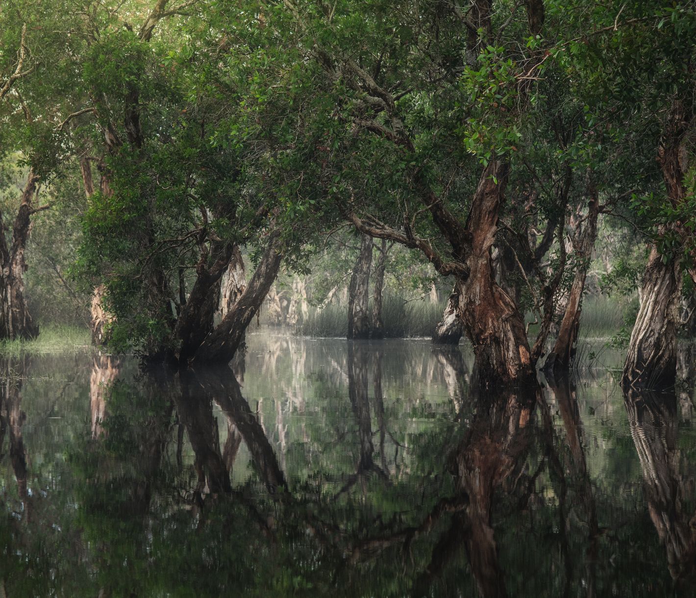 Infos zu Mangrovenwäldern im Learning Center Phra Chedi Klang Nam