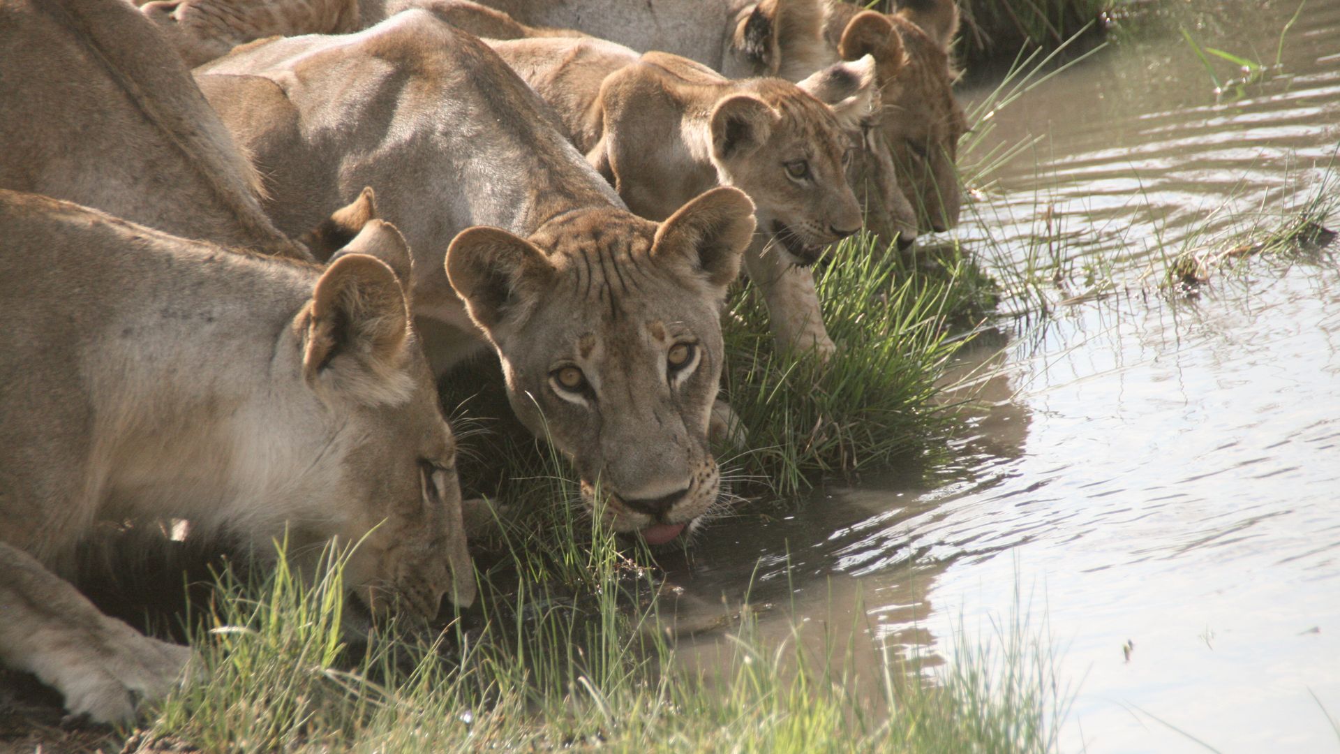 Löwenweibchen mit Jungtieren beim Wassertrinken