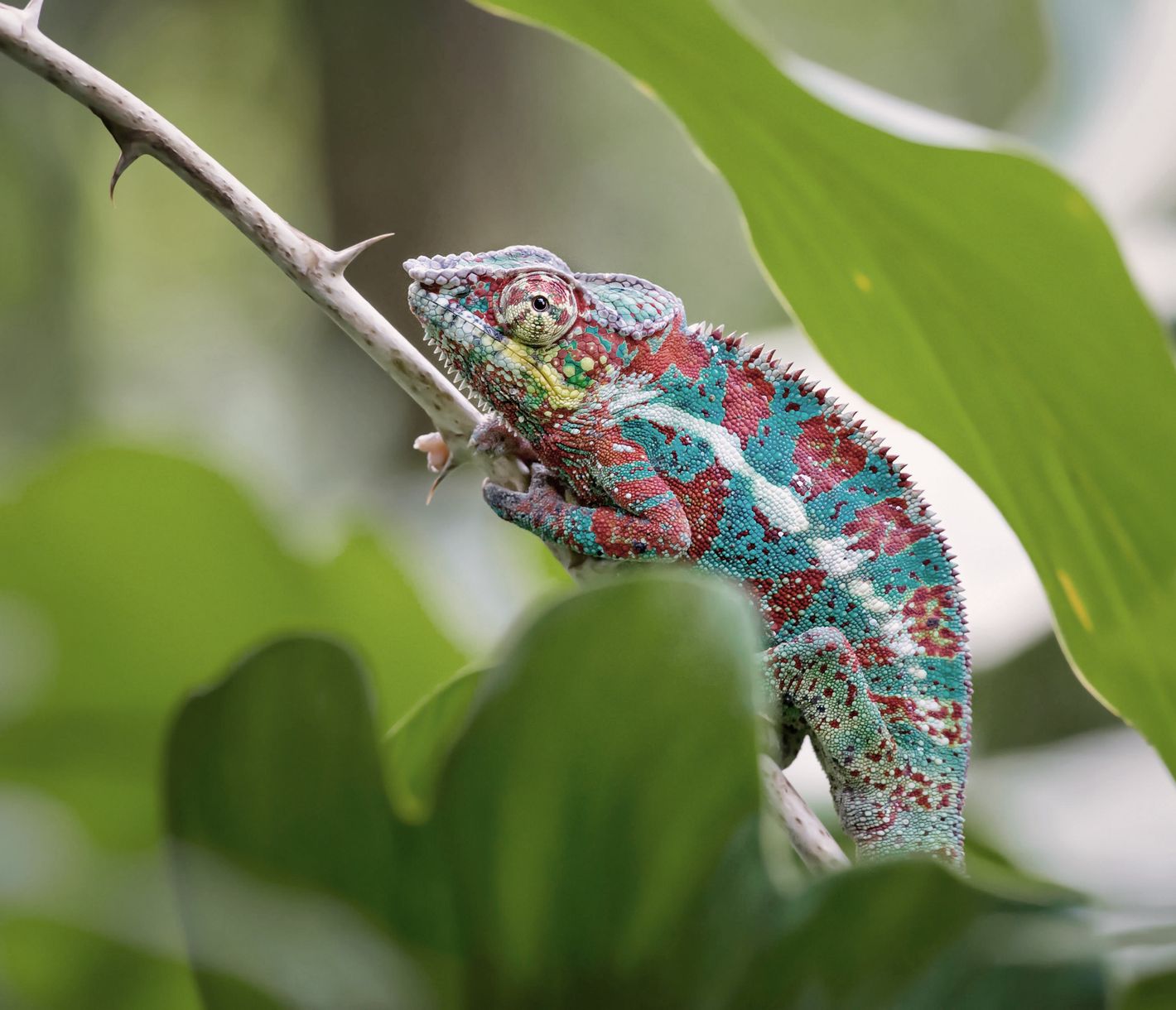 Pantherchamäleon im Masoala-Nationalpark, Madagaskar