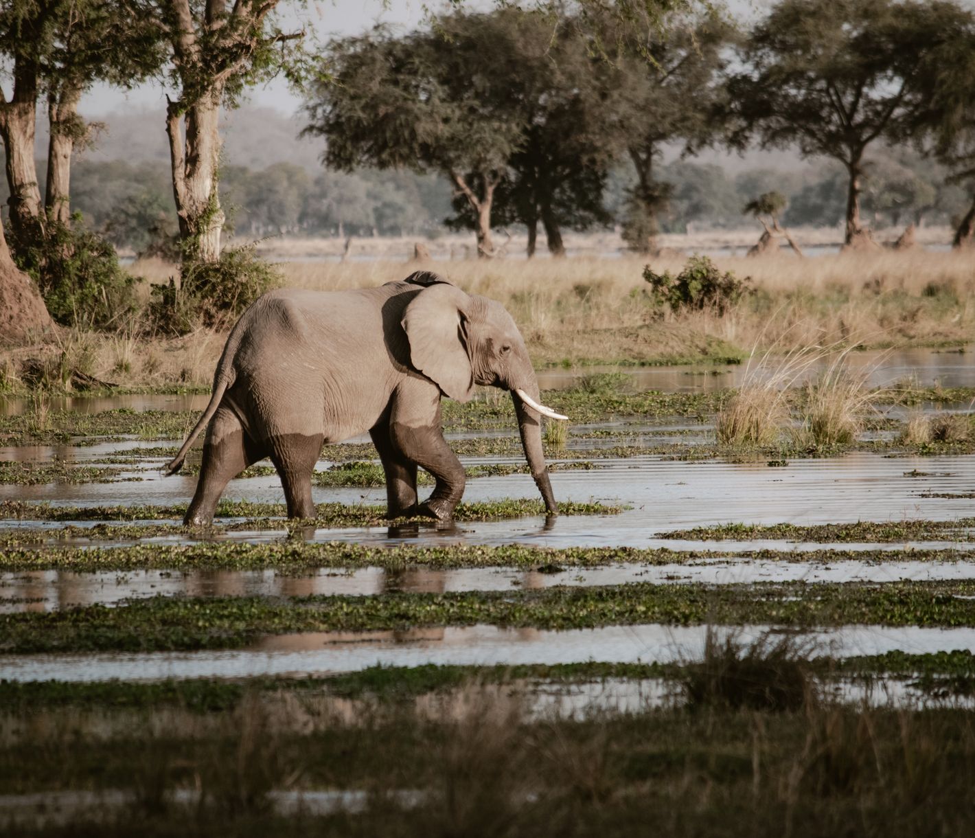 Elefant im Bwabwata-Nationalpark