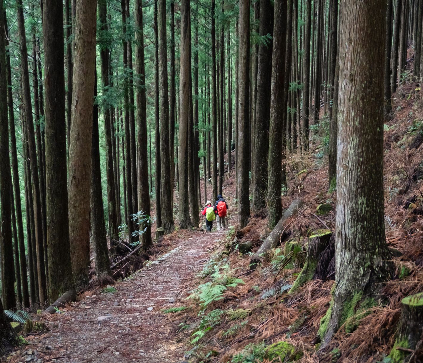 Wandern, ein japanischer Volkssport