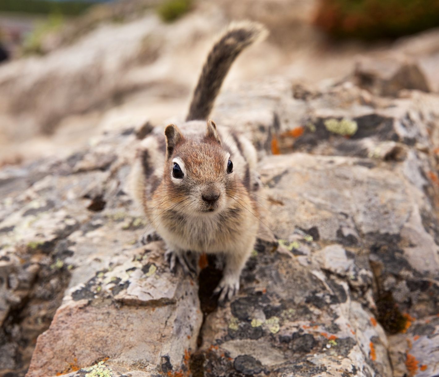 Die neugierigen Weggefährten