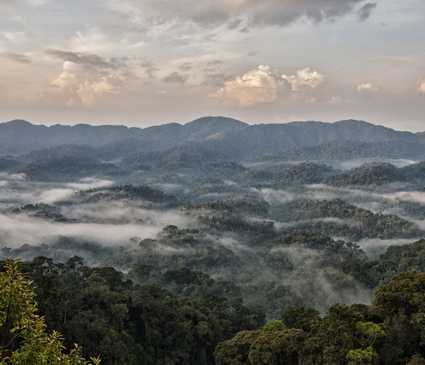 Nebelschwaden durchziehen den Nyungwe Forest.