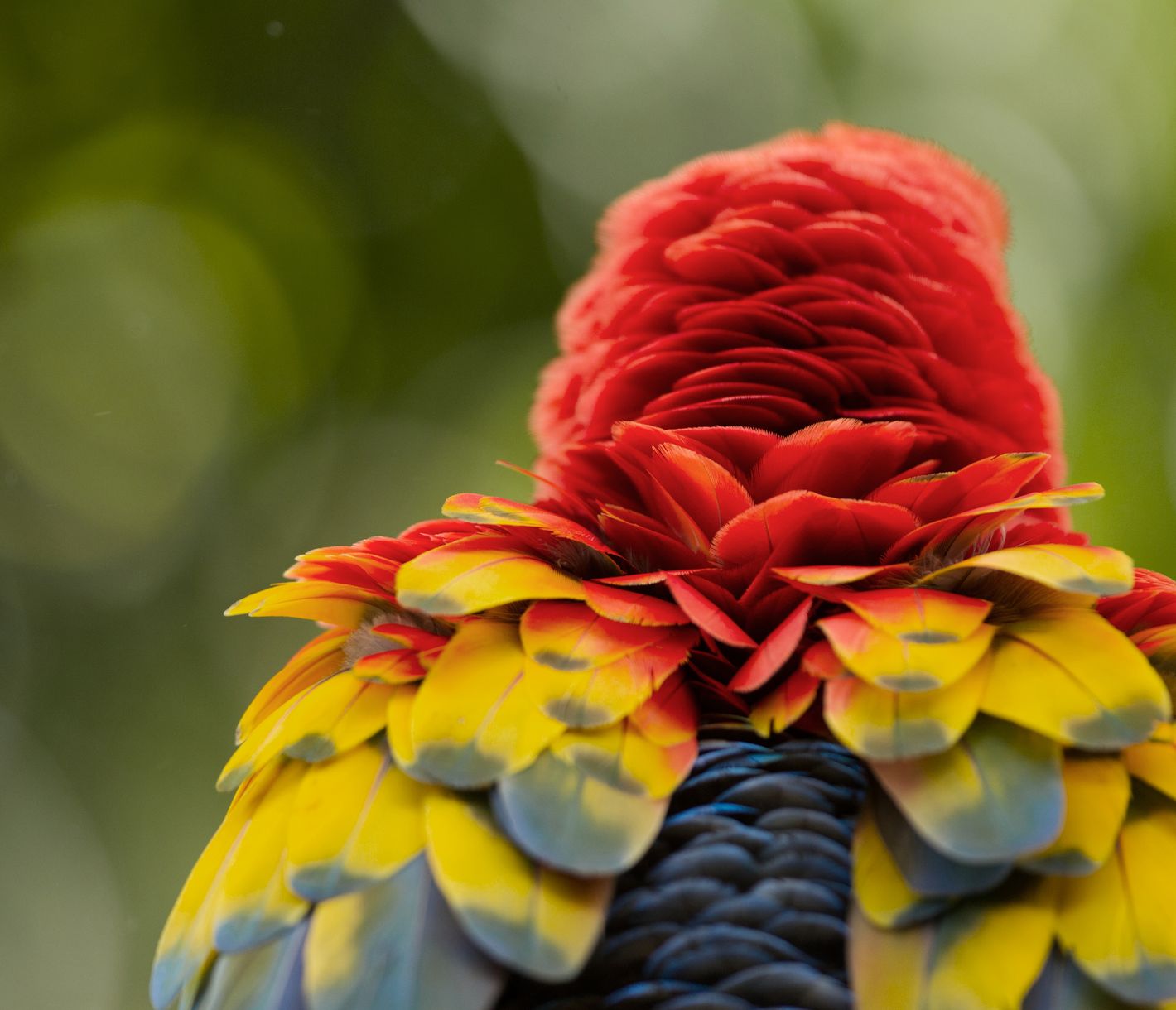 Die exotische Tierwelt im noch unberührten Naturschutzgebiet Piedras Blancas.