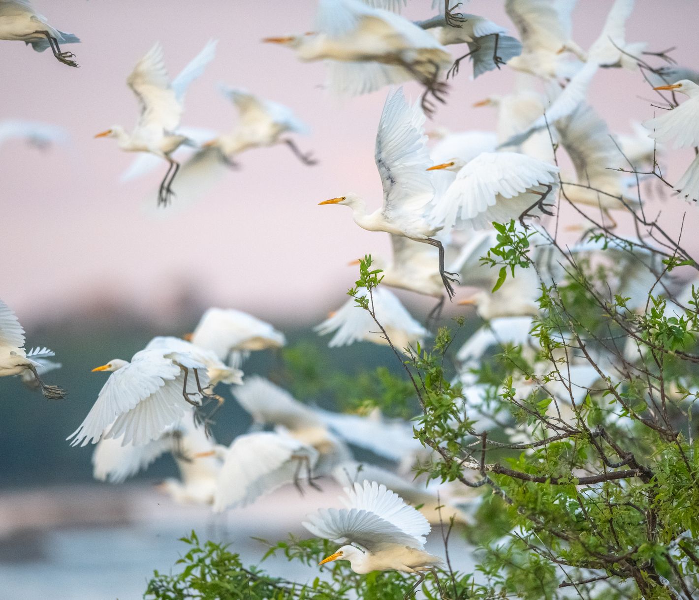 Flora und Fauna im Amazonas