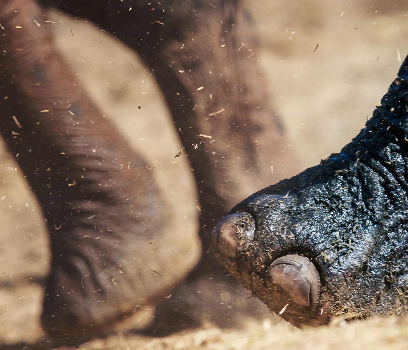 Elefanten wirbeln mit ihrem Gewicht viel Staub auf.