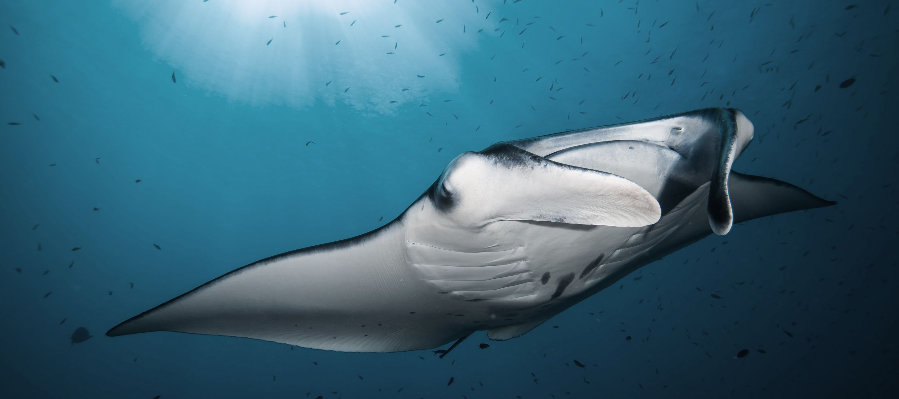 Un géant paisible sur votre chemin ? Ecartez-vous, raie manta en approche !