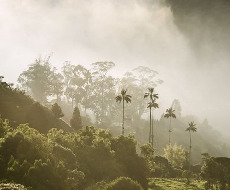 Le palmier le plus haut du monde pousse dans la vallée de Cocora.