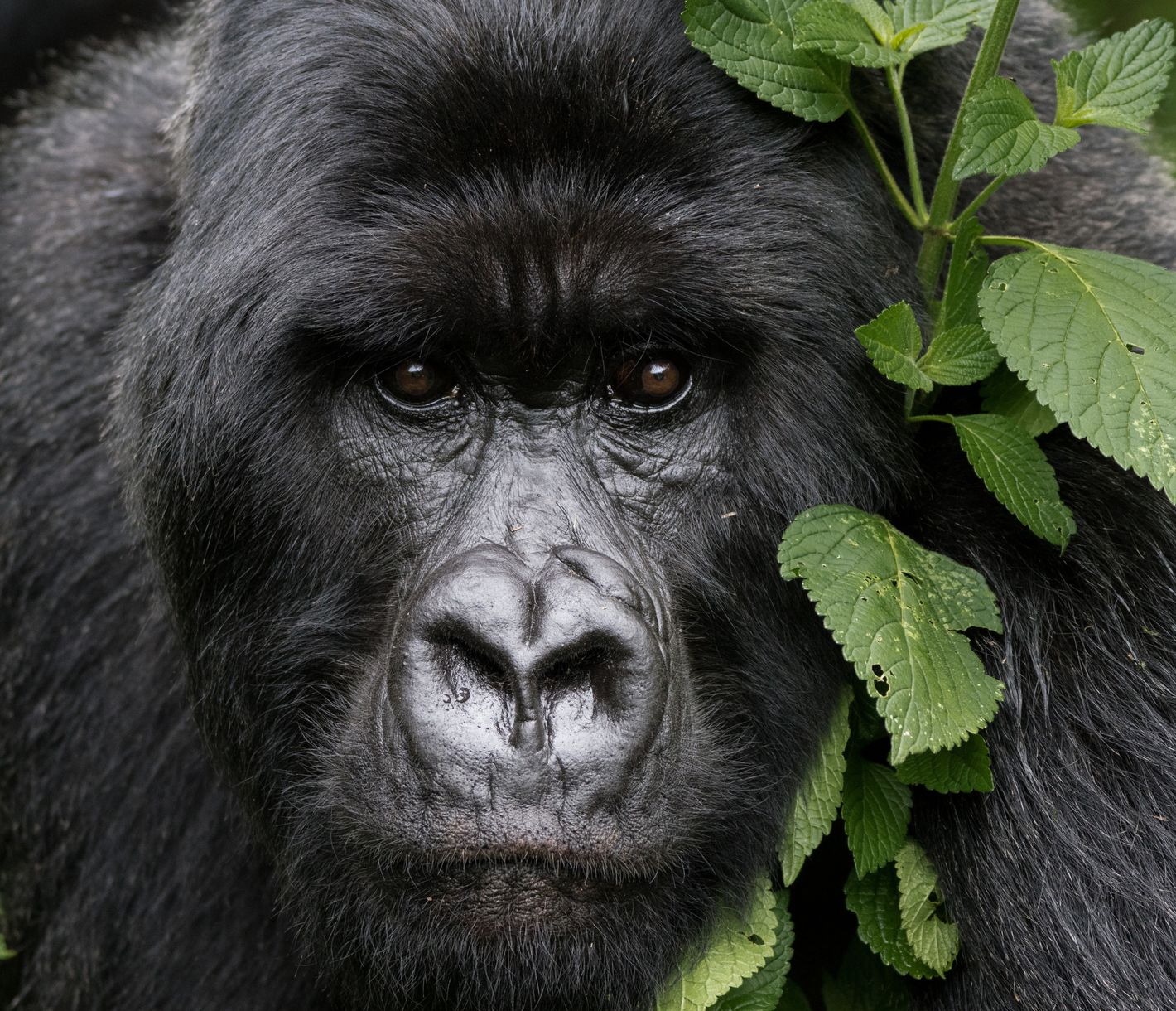 Mächtiger Silberrücken im Volcanoes-Nationalpark