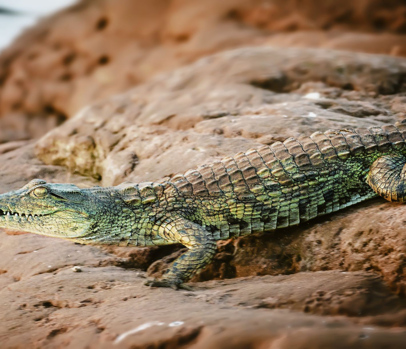 Un habitant du lac Kariba profite de la chaleur de la fin de journée
