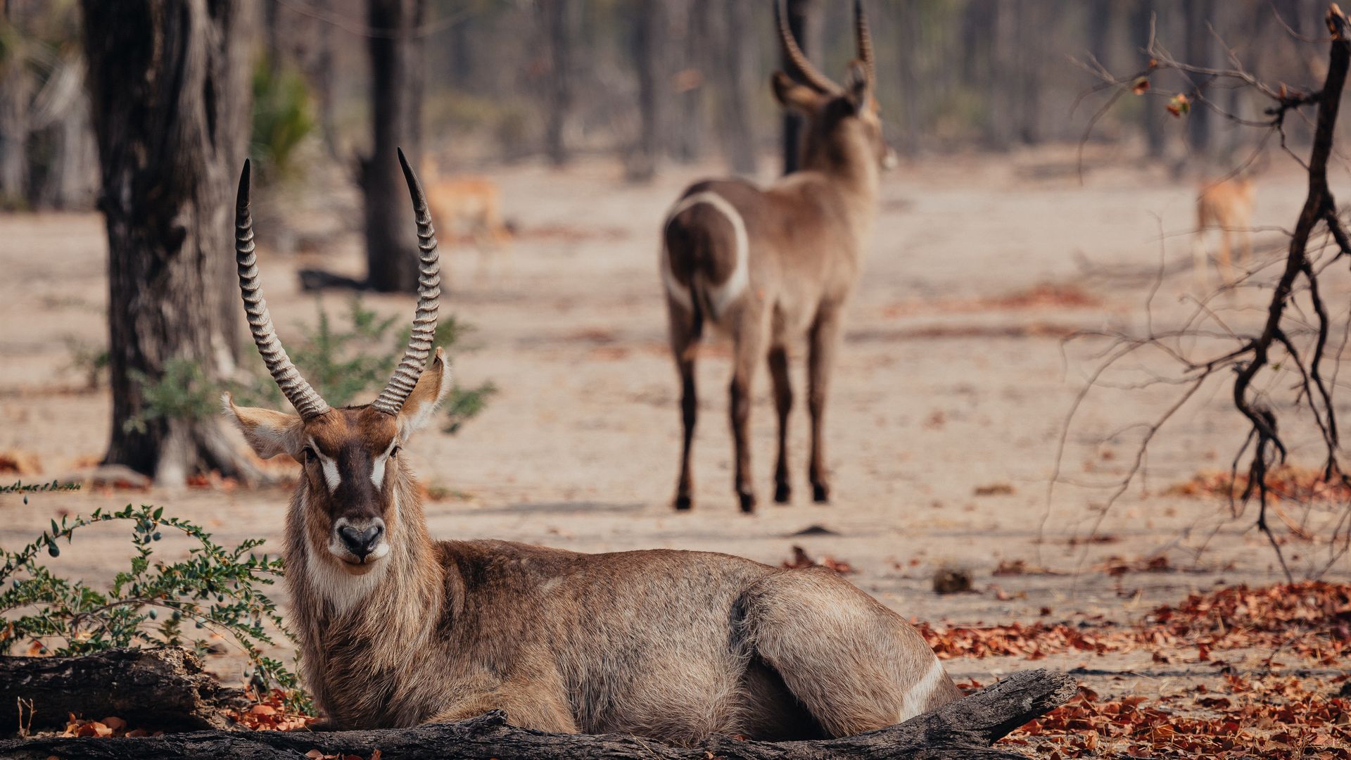 Liwonde zählt zu den schönsten Parks des Landes und rollt Ihnen mit seiner reichen Tierwelt den roten Teppich aus.
