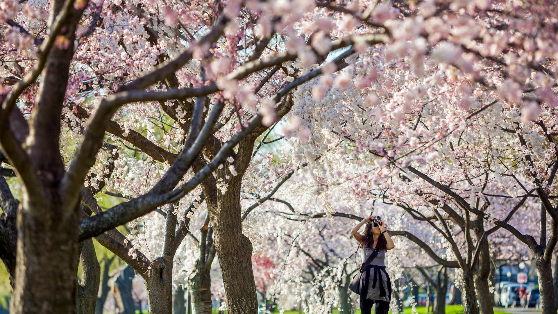 Les cerisiers en fleurs autour du Tidal Basin annoncent le printemps à Washington D.C.