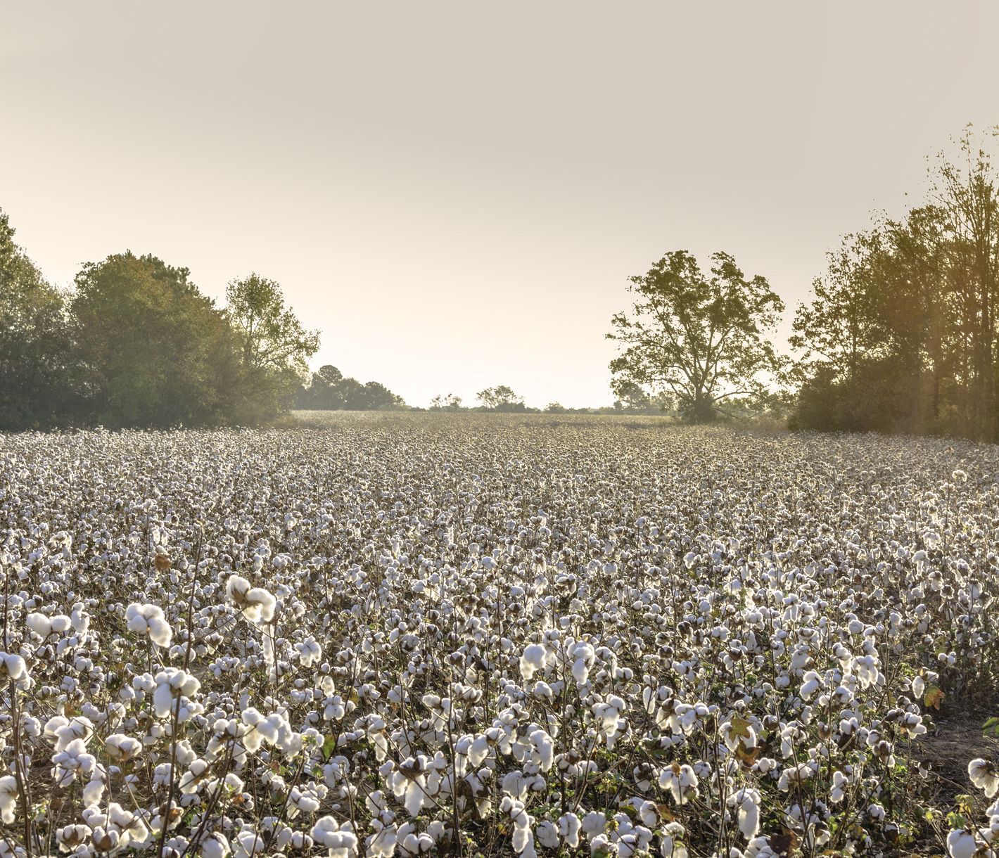 Die goldene Abendsonne scheint auf eines der zahlreichen Baumwollfelder im Bundesstaat Mississippi.
