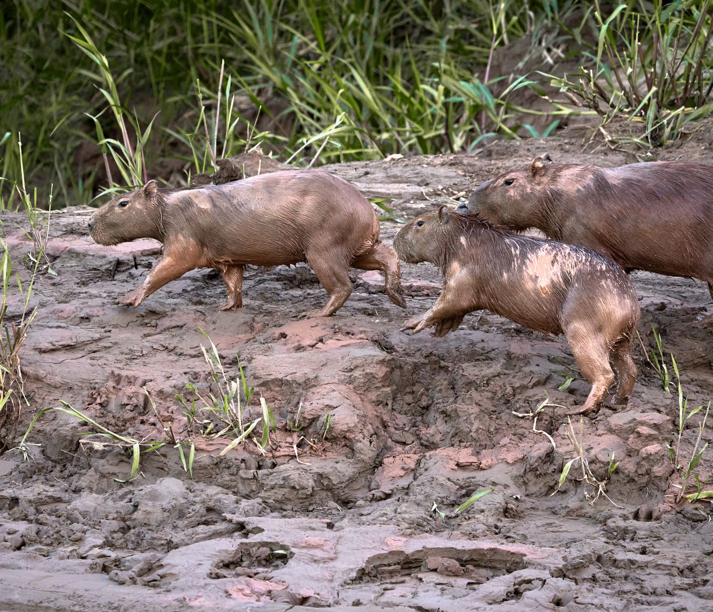 Ein etwas sehr grosses «Meerschweinchen»