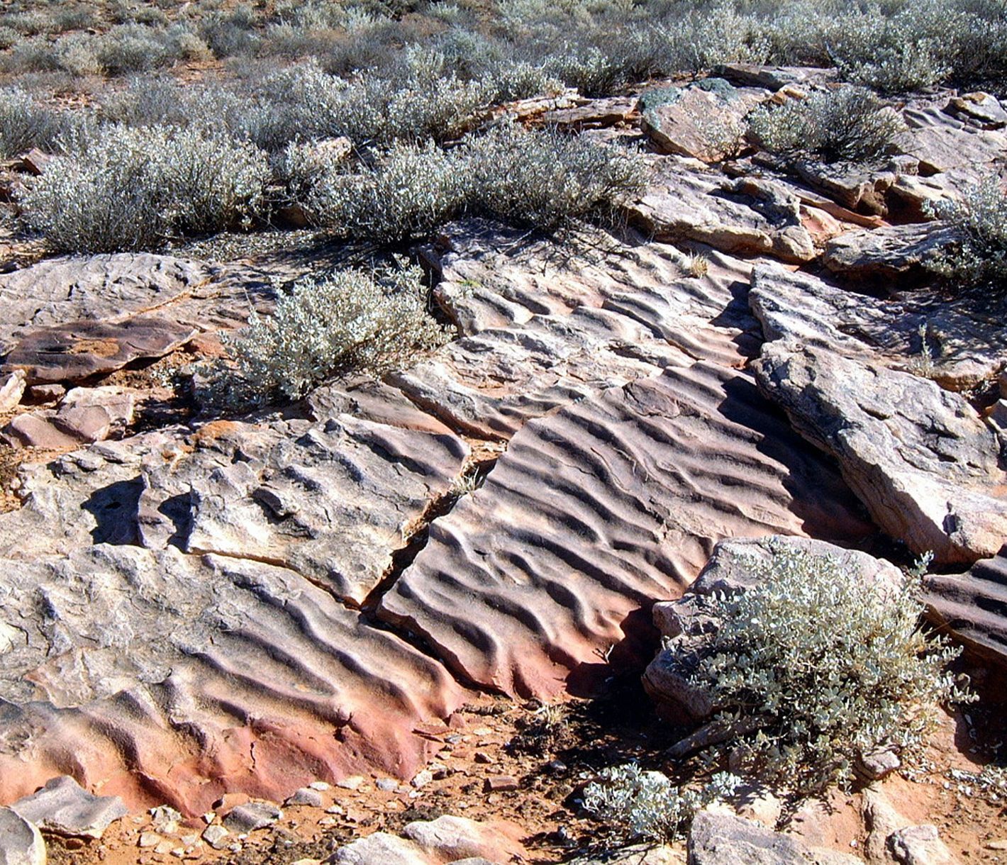 Älter als die Dinosaurier