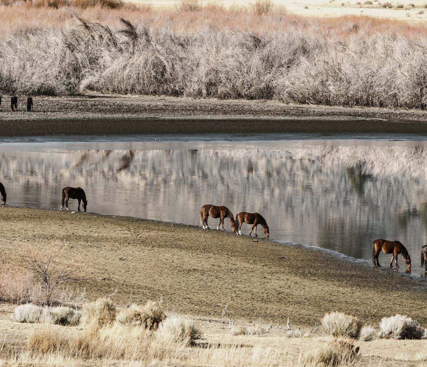 Wilde Mustangs nahe Carson City