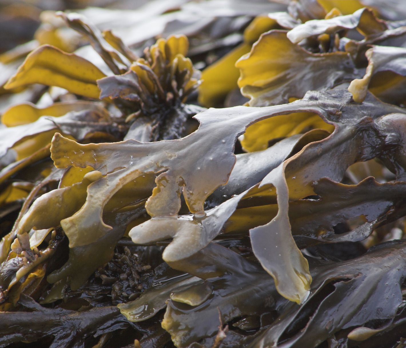 Les algues et leurs vertus