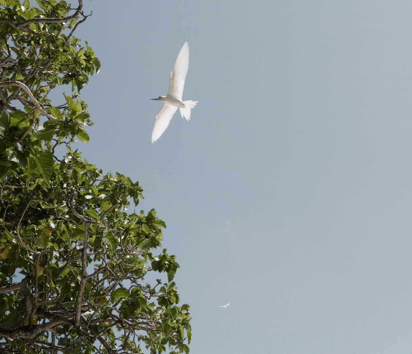 Feenseeschwalbe im Überflug auf Cousin Island