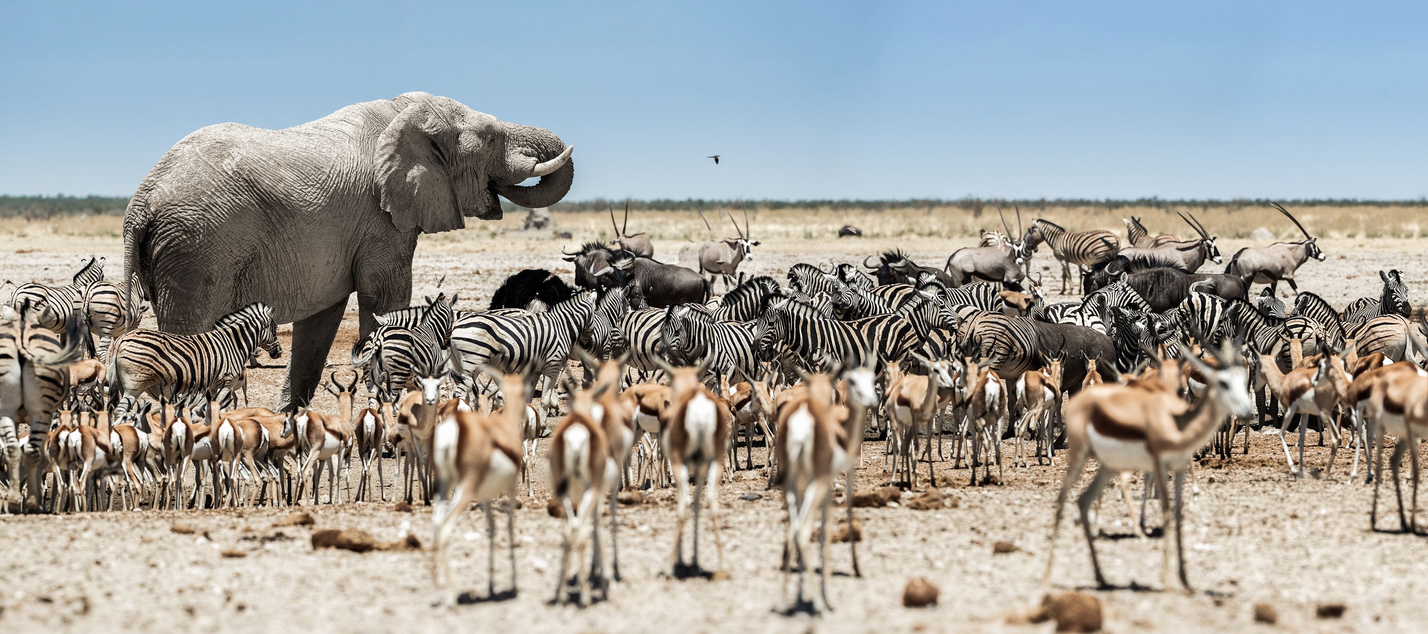 Etosha-Pfanne, Wasserloch
