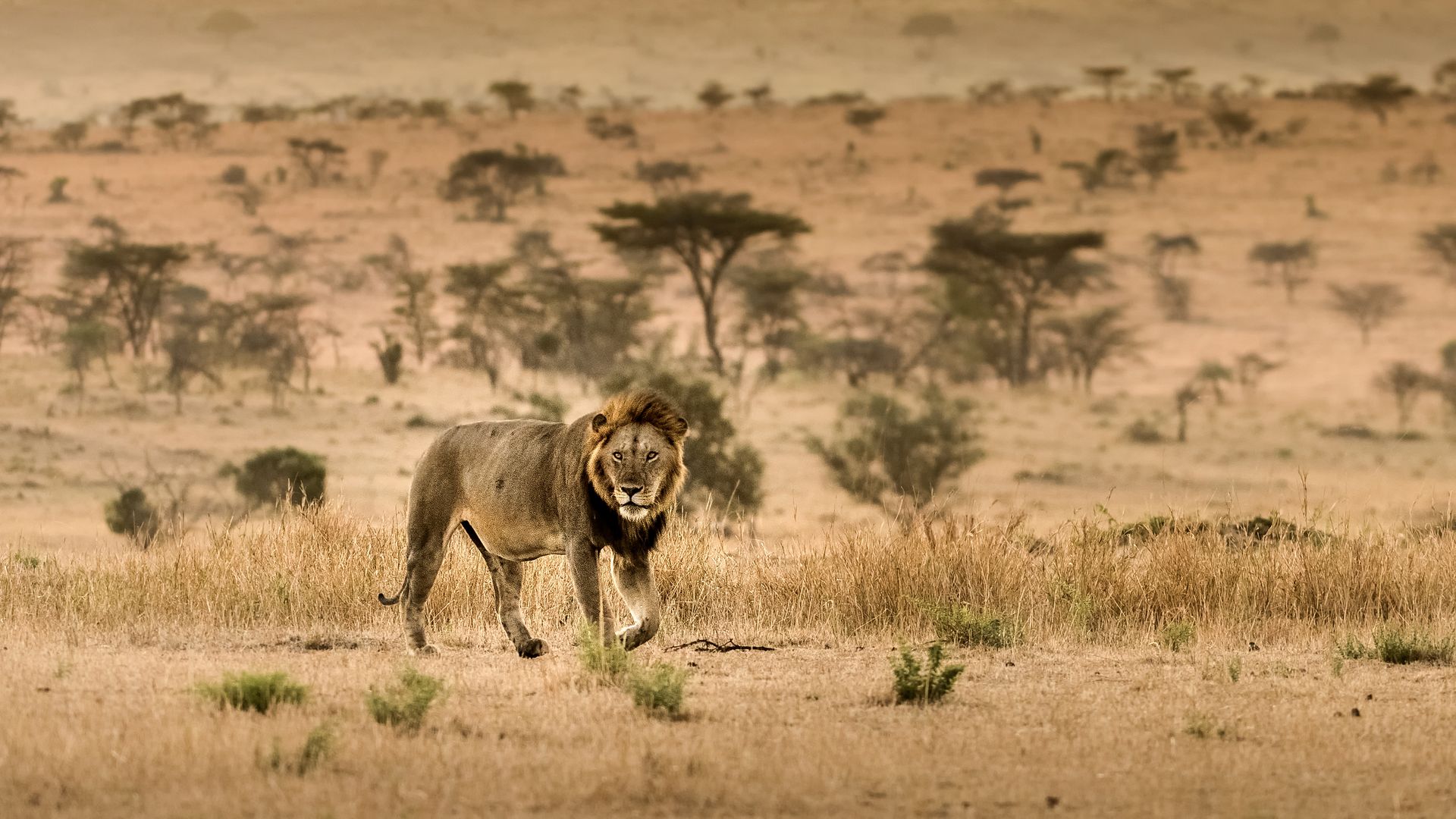 Une rencontre avec le roi de la savanne