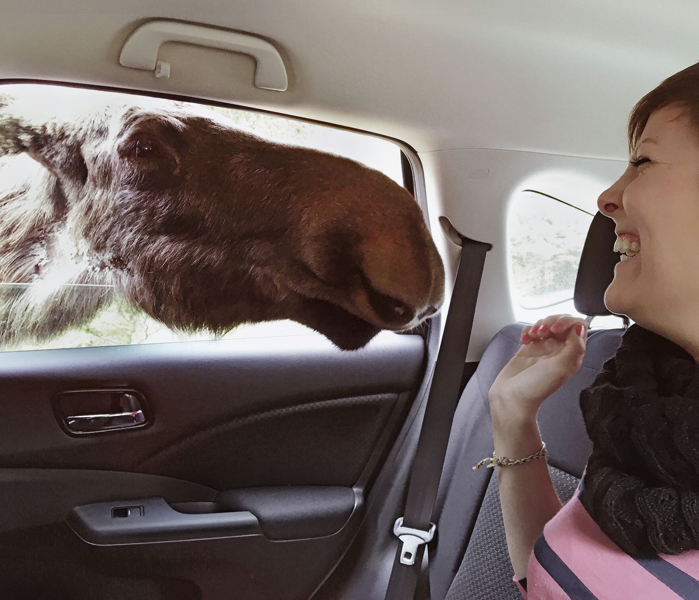 Schwedische Safari in einem Wildpark