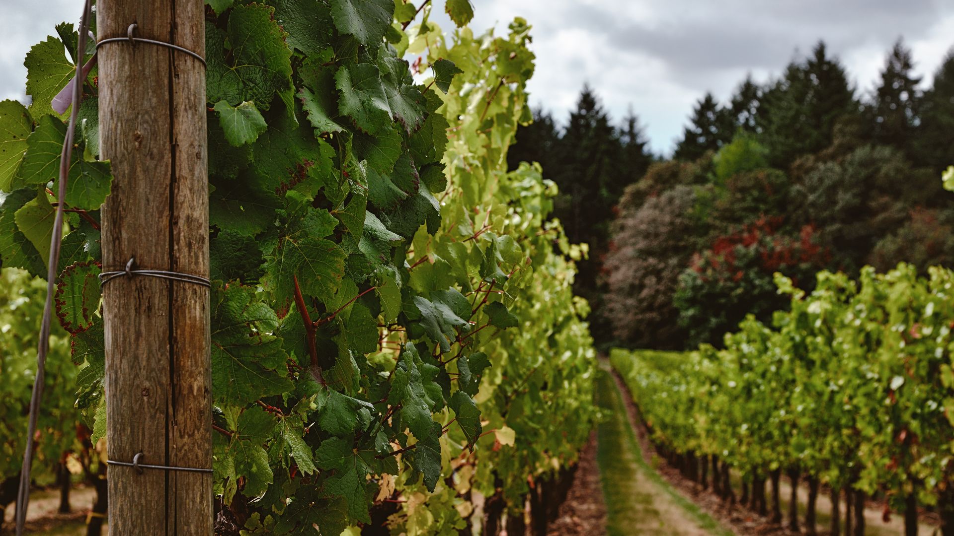 Das Willamette Valley ist weltbekannt für seine herausragenden Weine.