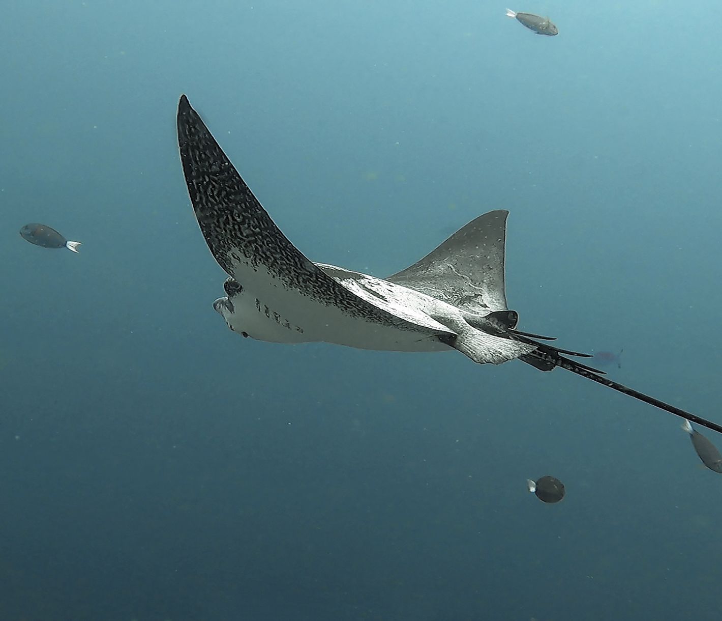 Der Adlerroche fliegt gemächlich und friedlich durch das türkise Wasser.