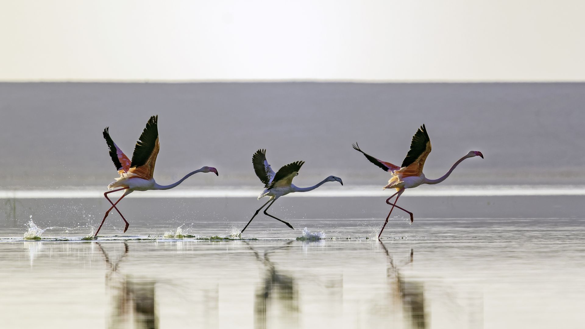 Flamingos bei Sonnenaufgang in der Nähe von Al Thakira