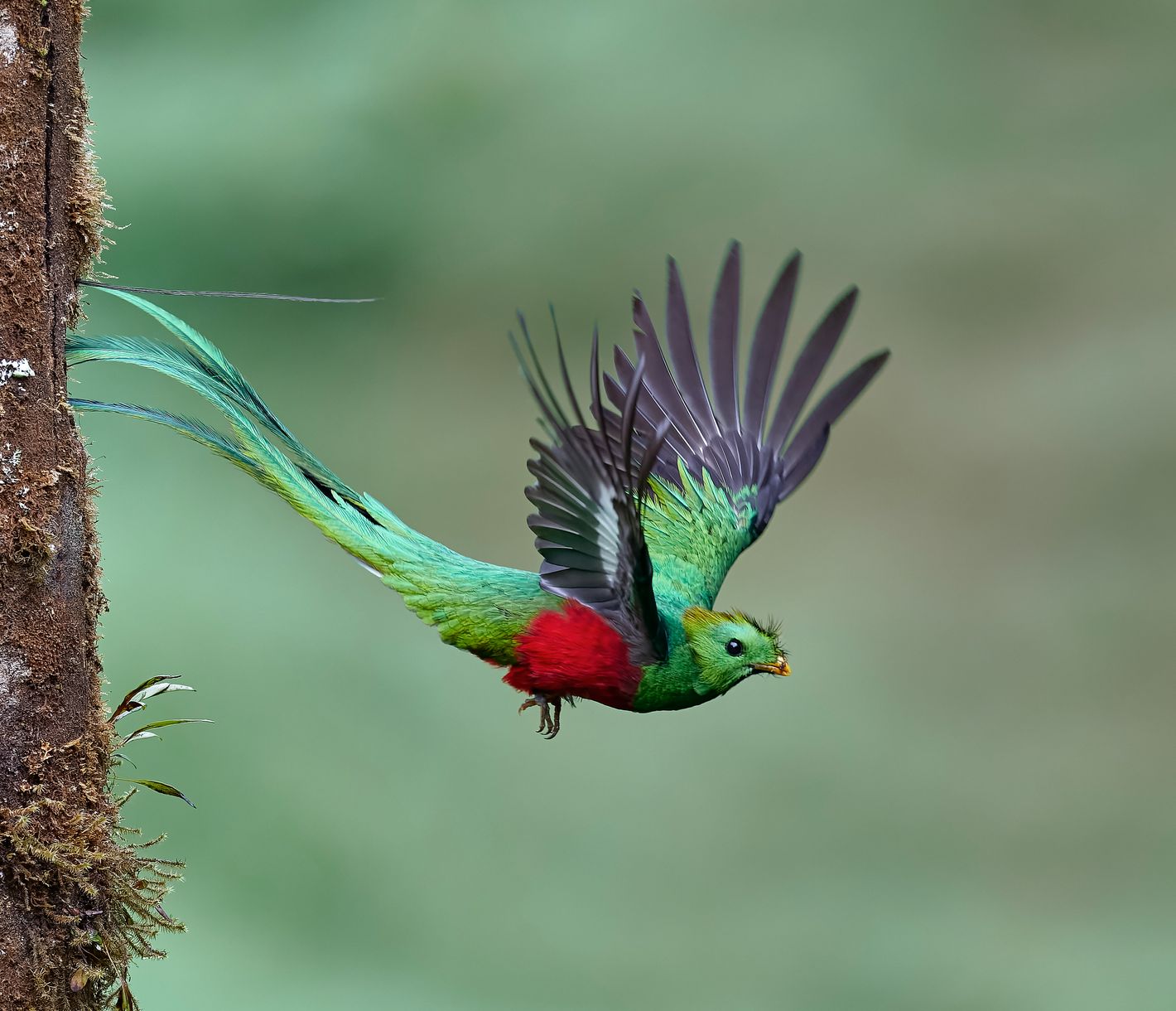 Auf der Suche nach dem sagenumwobenen Göttervogel – dem Quetzal.