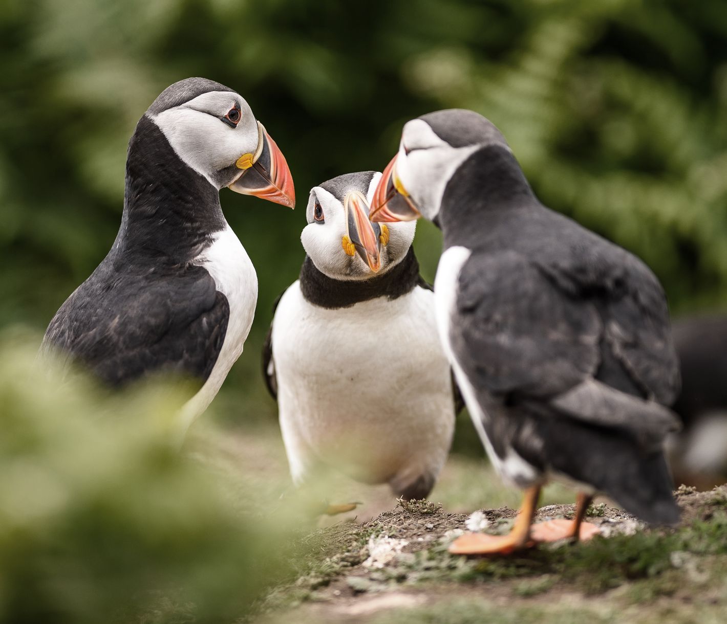 Gewitzte Papageientaucher