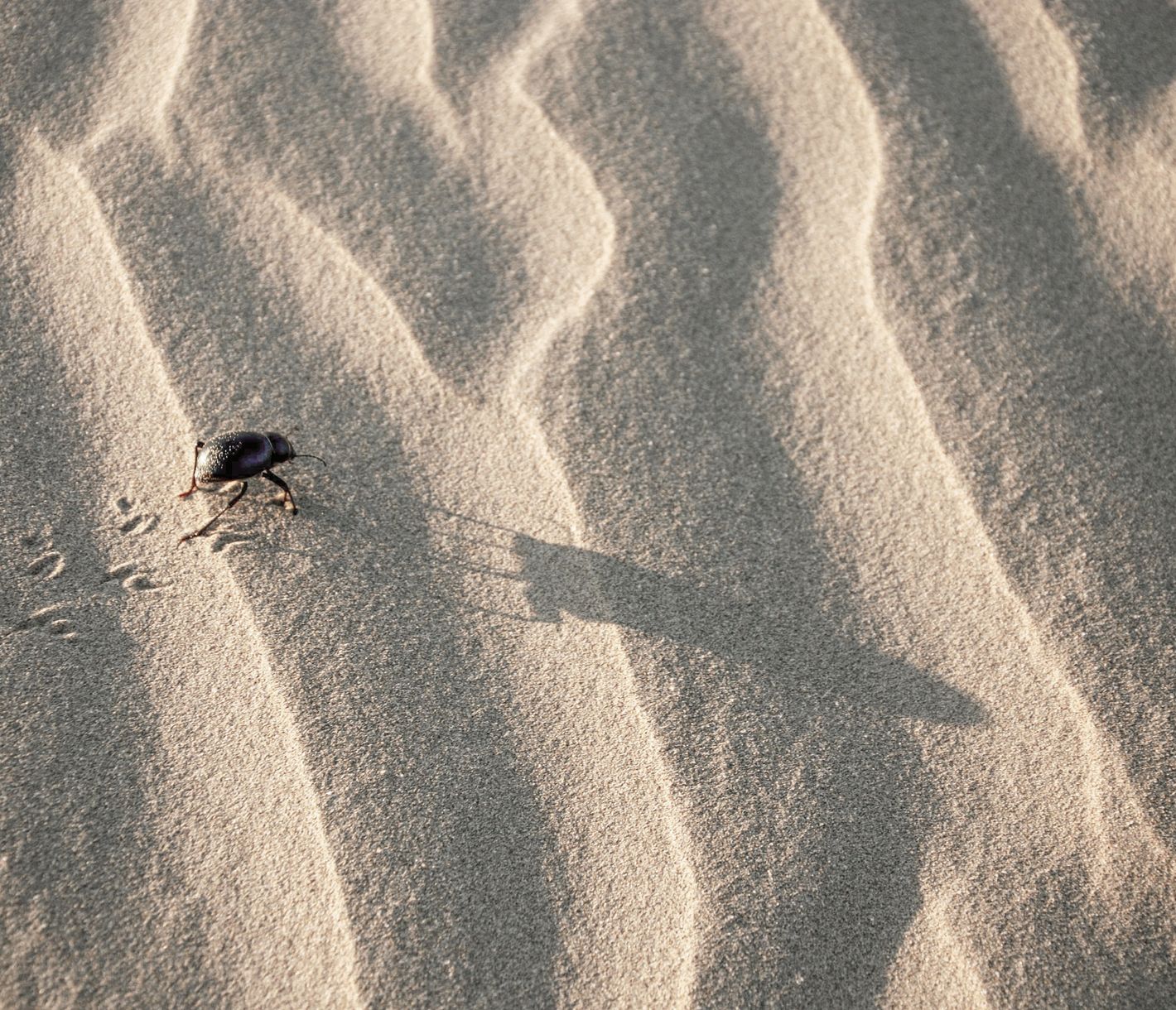 Käfer trotzt der Sandwüste bei Jaisalmer
