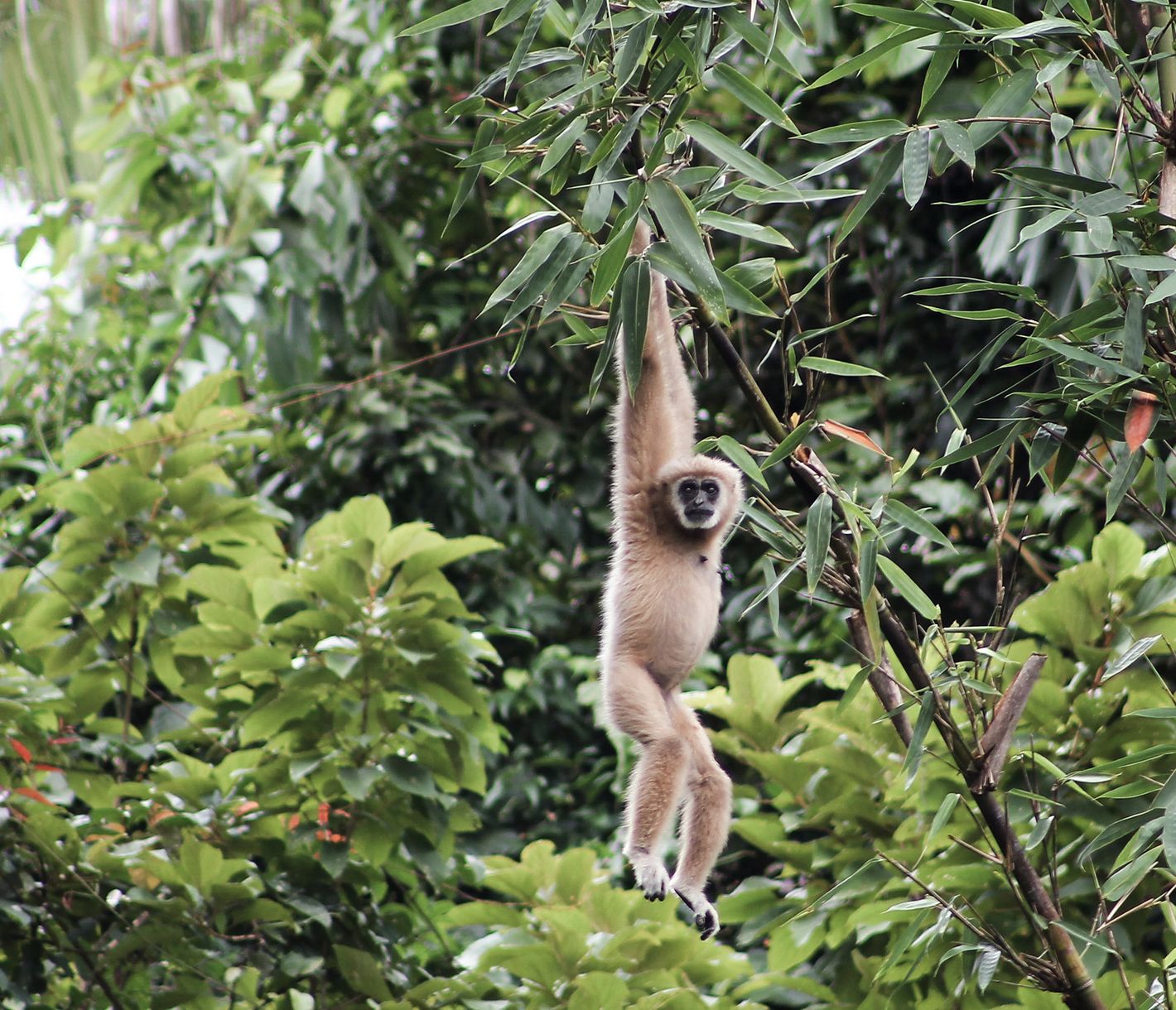 Wer beobachtet hier wen? Ein Gibbon bei seinen morgendlichen Turnübungen.