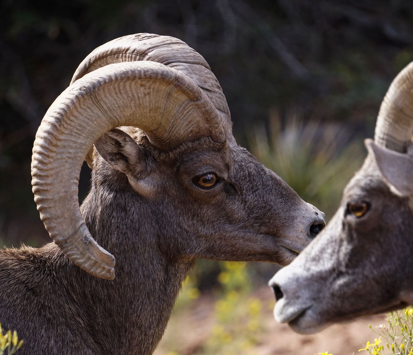 Un mouton à cornes dans le parc national de Zion