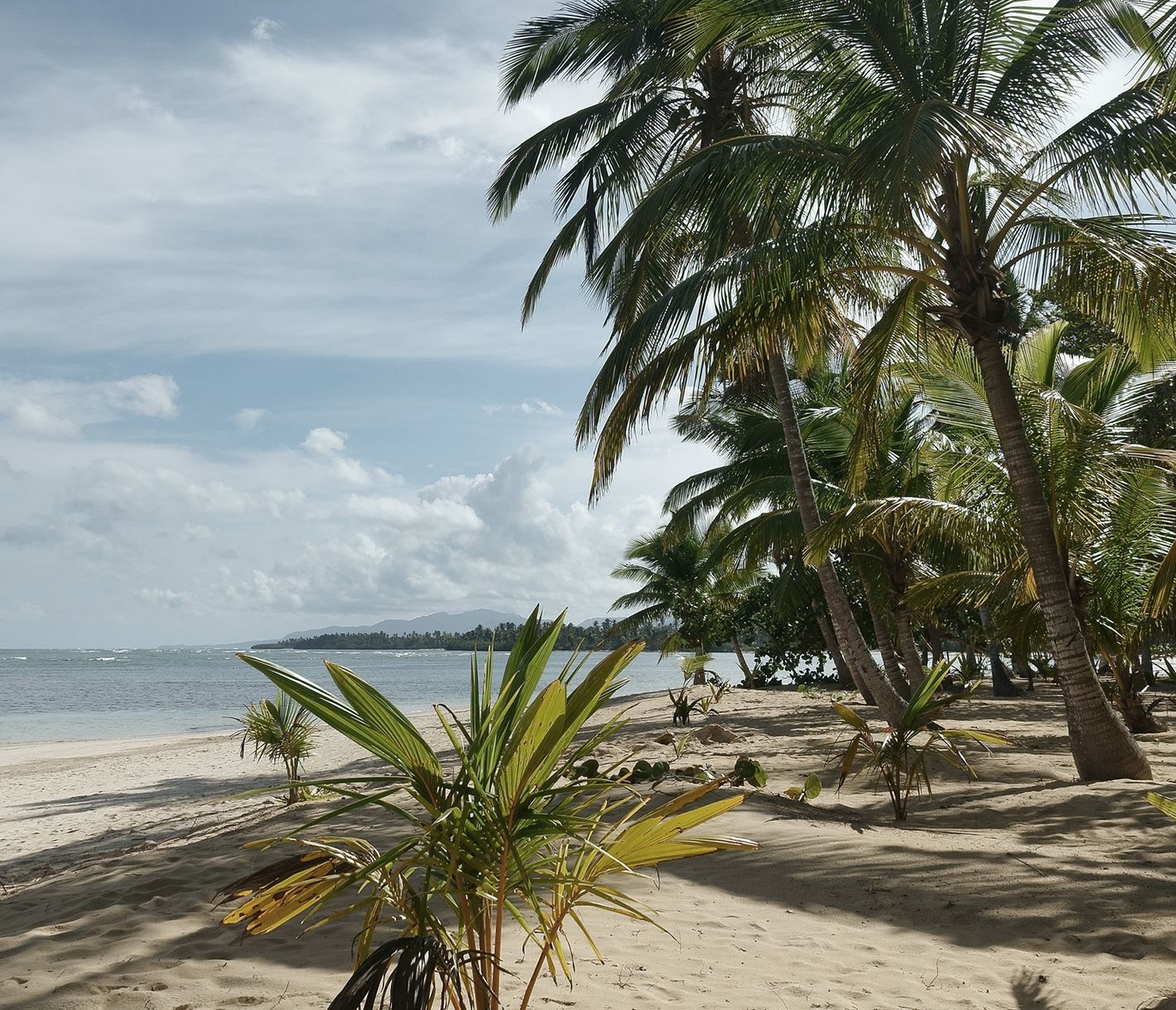 Tropischer Naturstrand – gesäumt von Palmen