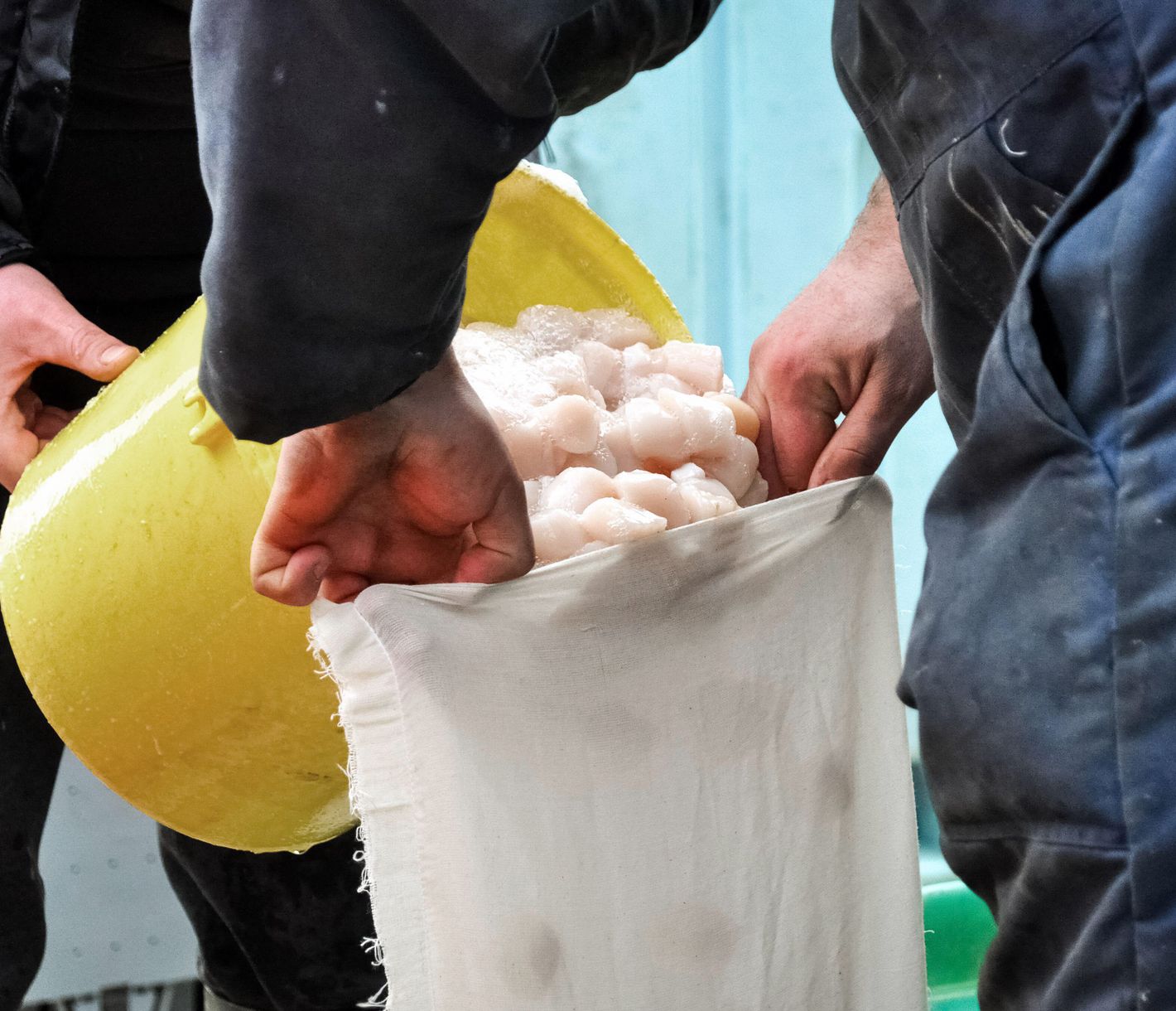 Die Spezialität aus Digby: Jakobsmuscheln