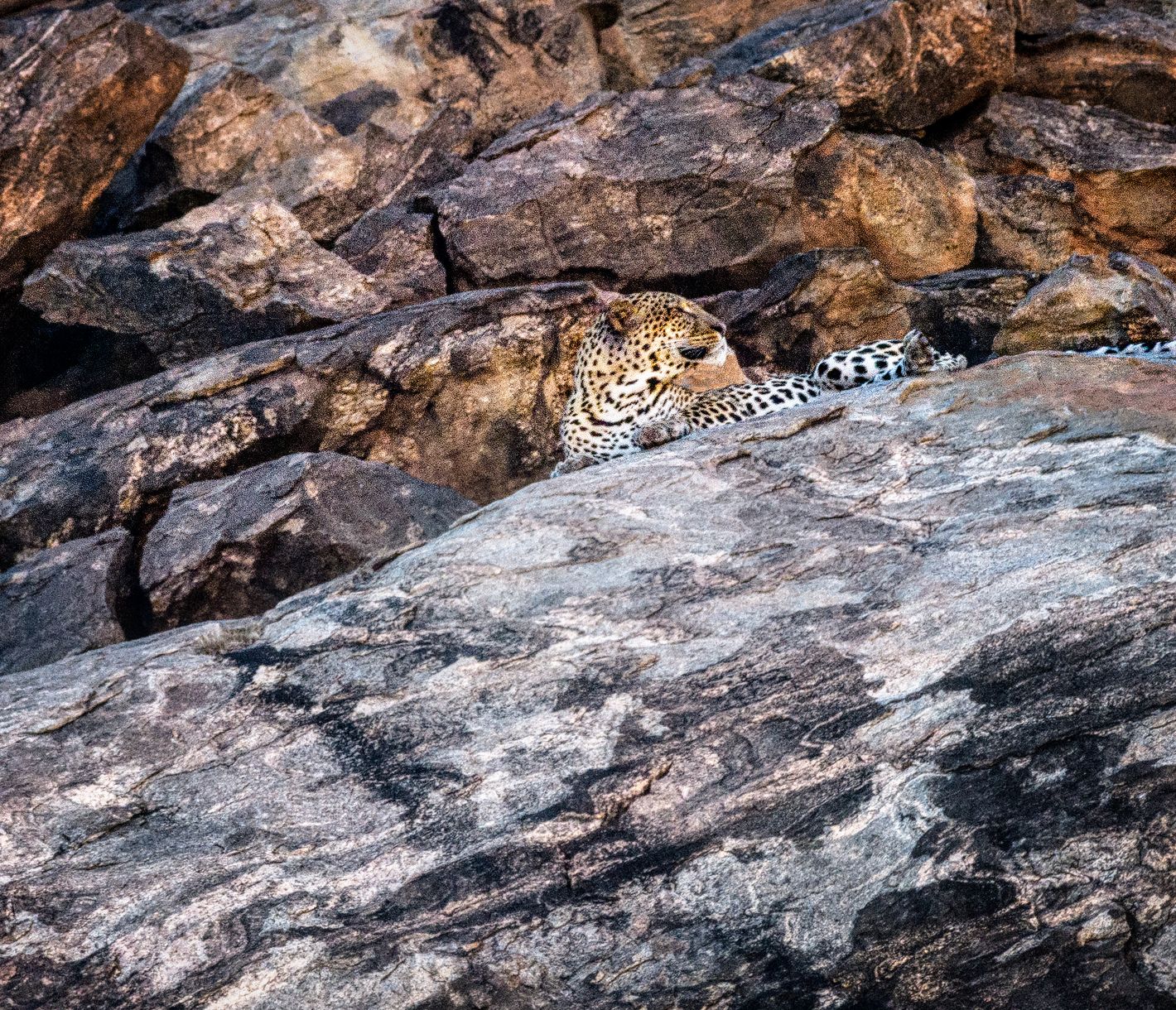 Gut getarnter Leopard im Samburu-Nationalreservat