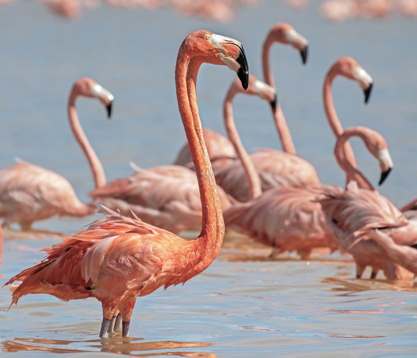 In der Mangroven-Lagune von Celestun leben Tausende von Flamingos.