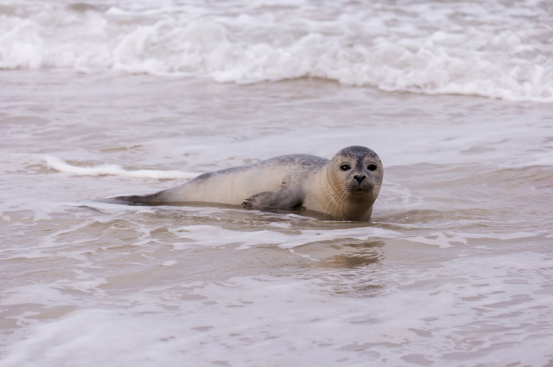 Robbe im Meer