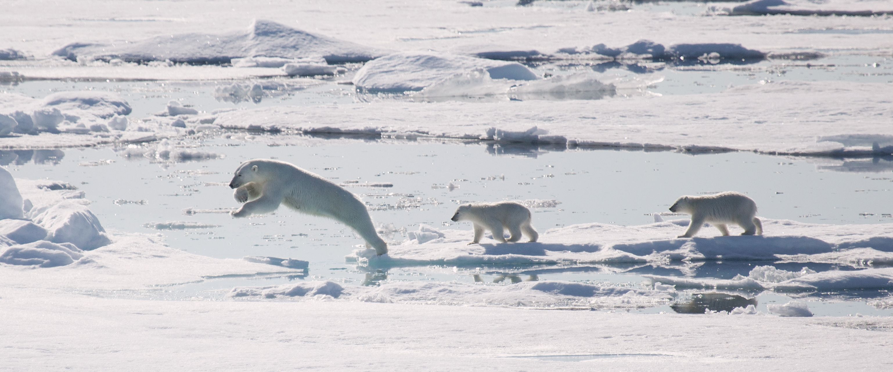 Eisbären – die grössten an Land lebenden Raubtiere