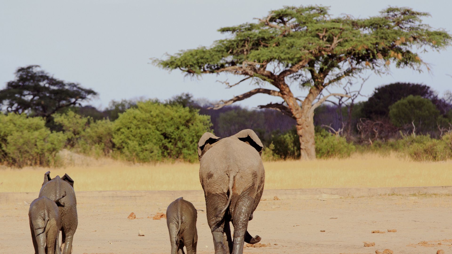 Une petite famille d'éléphants marche vers un acacia dans le parc national de Hwange
