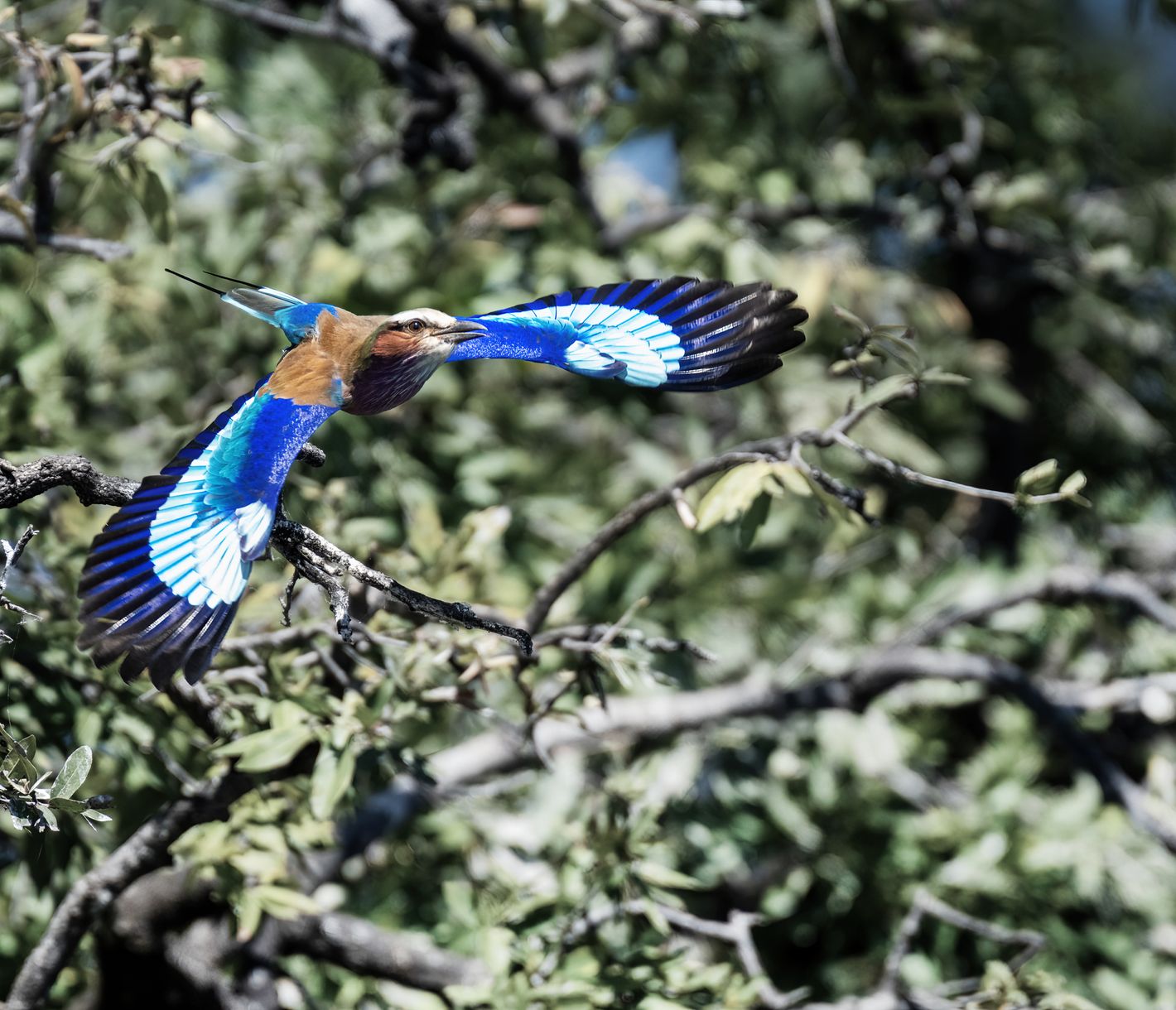 Une palombe entame son prochain vol de chasse aux insectes